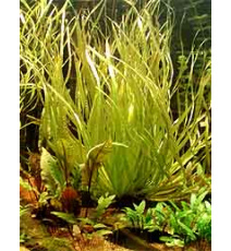 Blyxa aubertii (sadzonka)