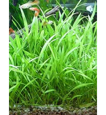 Echinodorus latifolius (sadzonka)