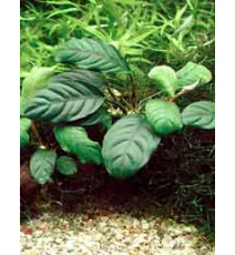 Anubias barteri Coffeifolia (koszyk)