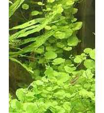Cardamine lyrata (koszyk)