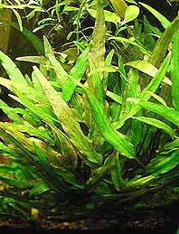 Cryptocoryne lutea - Belio.pl