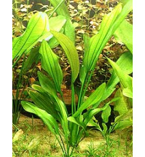 Echinodorus longiscapus (koszyk)