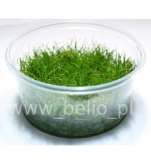 Eleocharis parvula - WANIENKA