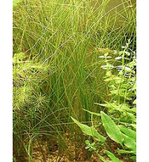 Eleocharis vivipara (koszyk)