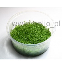 Hemianthus callitrichoides Cuba - WANIENKA