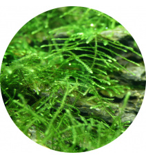 Mech jawajski - Java moss (Taxiphyllum sp.) MIX