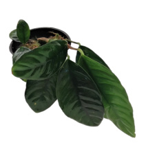 Anubias barteri Coffeifolia