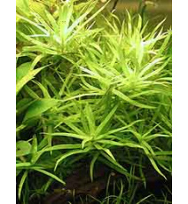 Heteranthera zosterifolia 