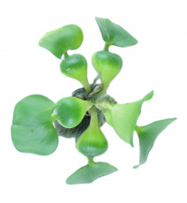 Hiacynt wodny (Eichhornia diversifolia)