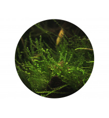 Mech Creeping moss - Vesicularia sp.