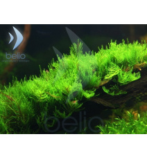 Mech Erect moss - Vesicularia reticulata