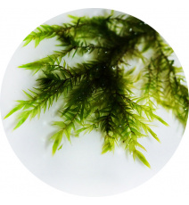 Mech Quell Willow moss - Fontinalis hypnoides