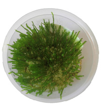 Mech Spiky moss (Taxiphyllum sp.) - Kubek 6cm