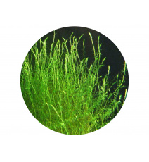 Mech Stringy moss - Leptodictyum riparium 