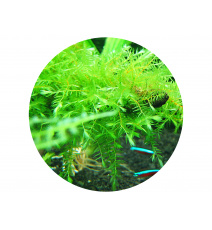 Mech Willow moss - Fontinalis antipyretica