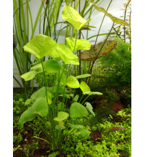 Nyphoides Taiwan - Lotos zielony