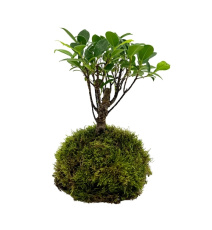 WIO Bonsai Ficus Retusa