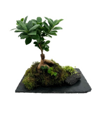 WIO Bonsai Petitescape Ficus M.Ginsen