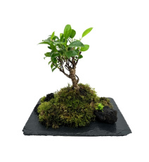 WIO Bonsai Petitescape Ficus Retusa