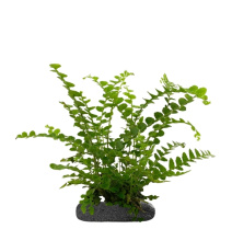 WIO Ferns Nephrolepis Cordifolia 'Duffii'